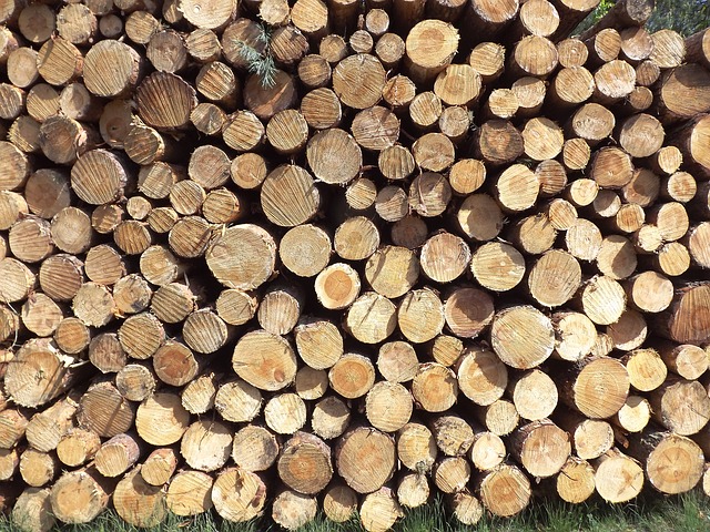 Κορμοί ξύλων